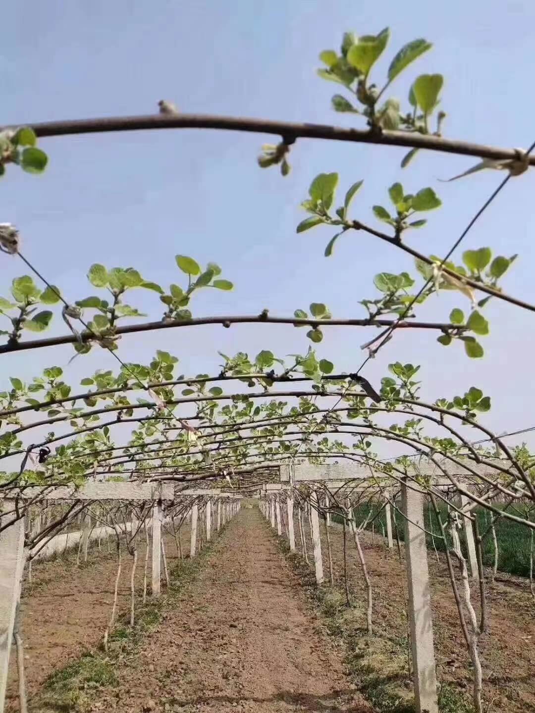 眉县猕猴桃种植基地